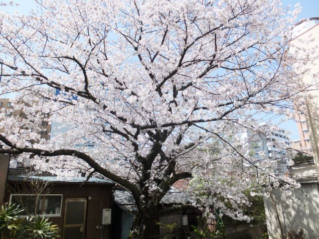 桜