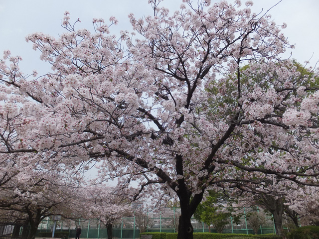 桜2